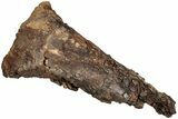 Dinosaur (Edmontosaurus?) Limb Bone End - Wyoming #233832-2